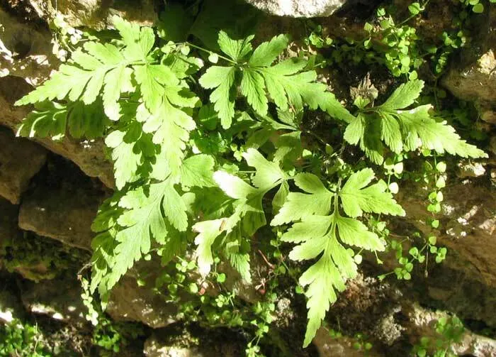 Hart's Tongue Fern (Asplenium Scolopendrium) — giving rise to spores that facilitate the propagation of the plant; glossy fronds splay outwards, image 91
