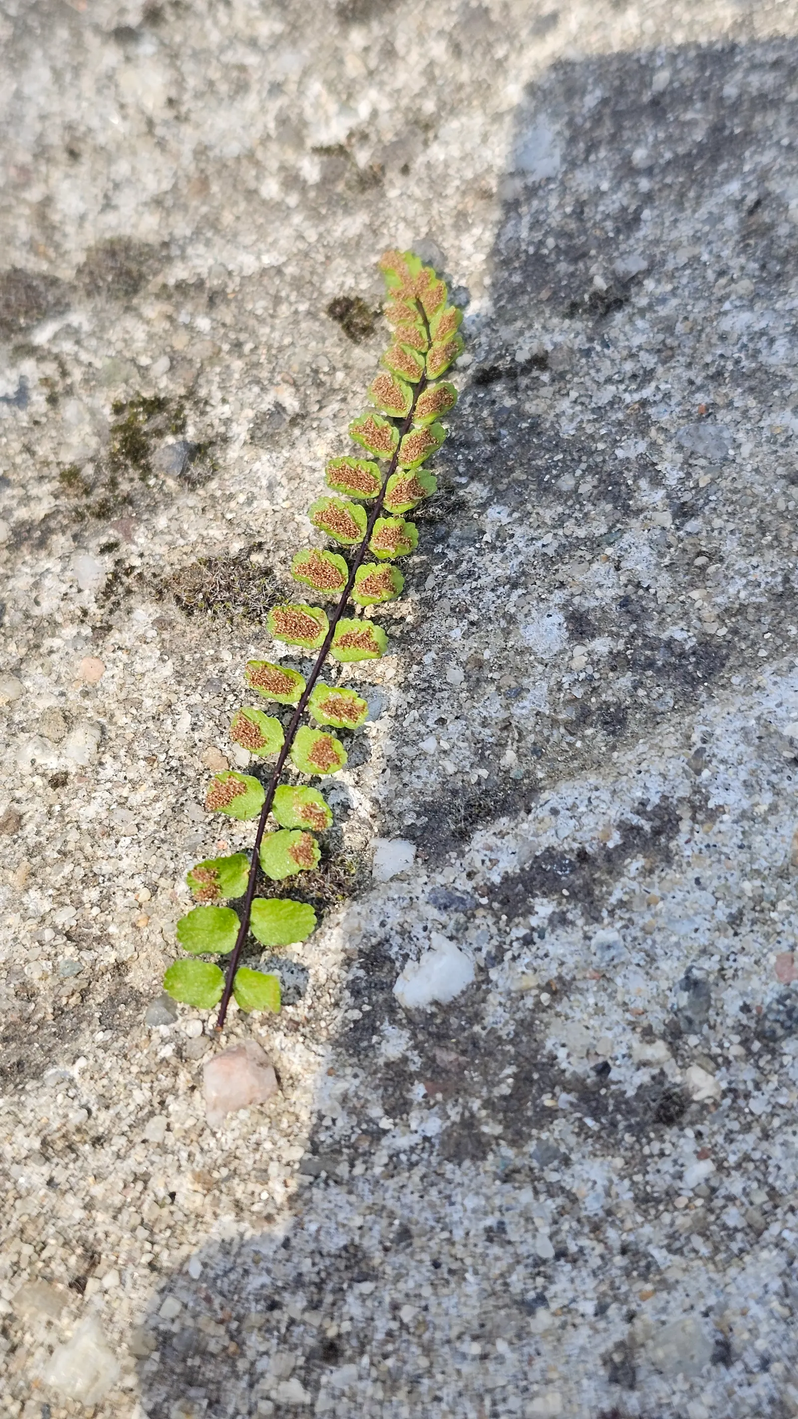 Hart's Tongue Fern (Asplenium Scolopendrium) — scolopendrium apart are its fronds - simple and undivided; scolopendrium as an ornamental candidate for shaded
