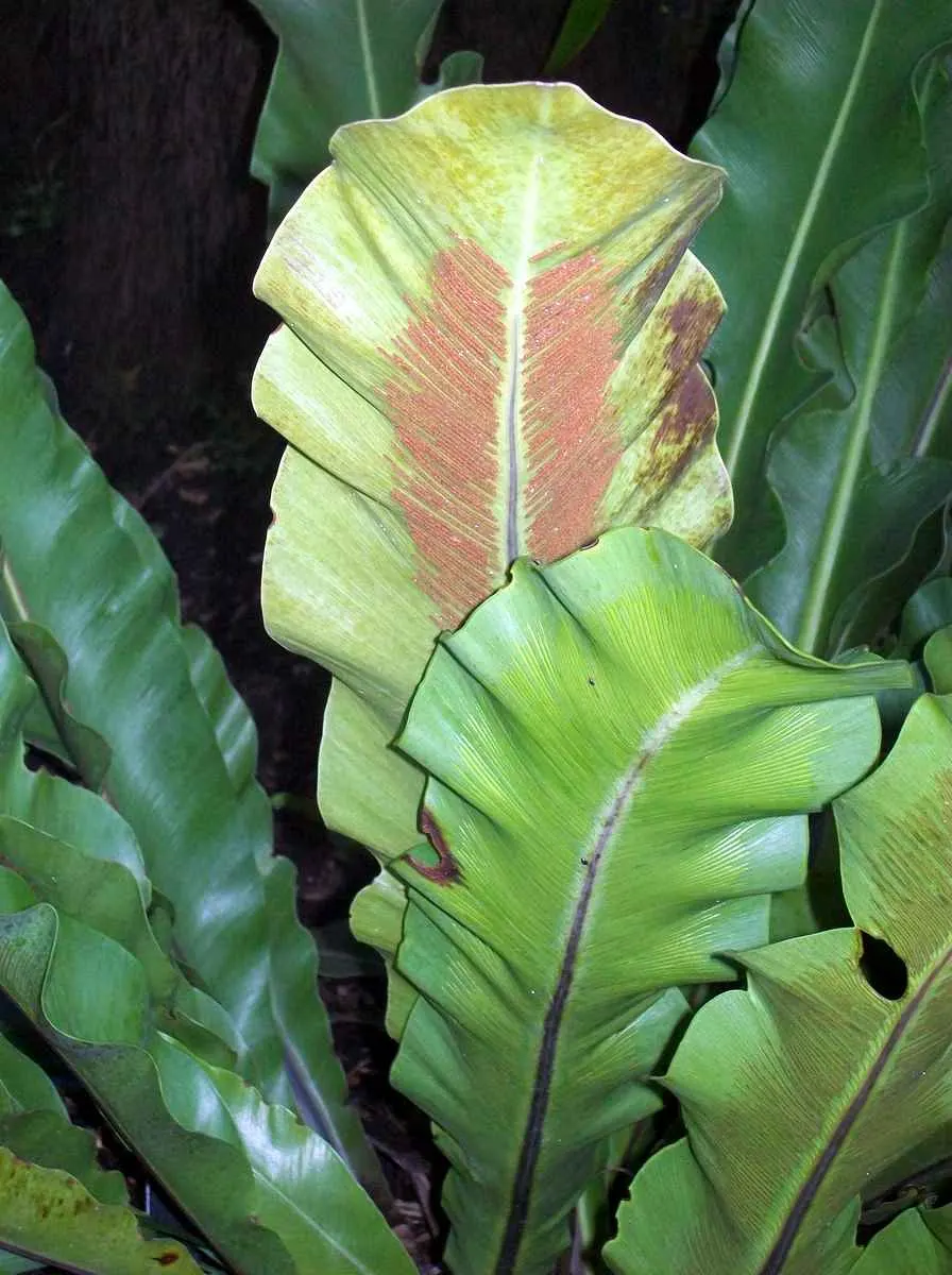 Hart's Tongue Fern (Asplenium Scolopendrium) — with only the removal of any tired or damaged fronds as needed; making it a striking choice for, image 73