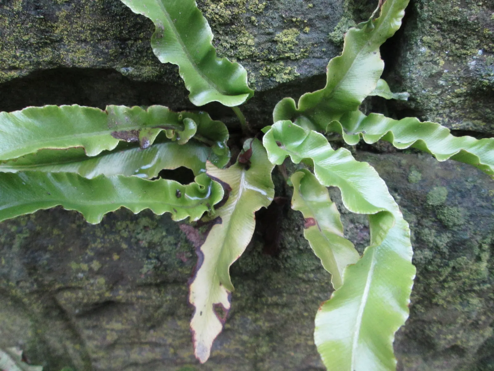 Hart's Tongue Fern (Asplenium Scolopendrium) — <br><br>Hart's Tongue Fern favors USDA Hardiness Zones 5 through 8 and thrives in partial to full shade; giving