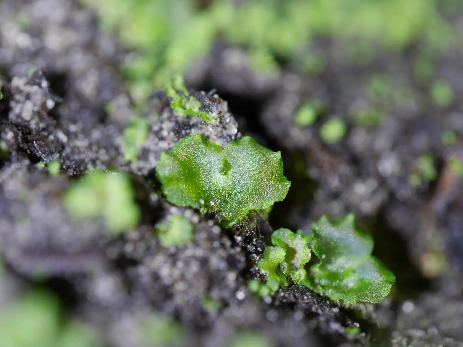 Hart's Tongue Fern (Asplenium Scolopendrium) — It prefers consistently moist, but not soggy, soil with good drainage and a slightly alkaline pH; it, image 69