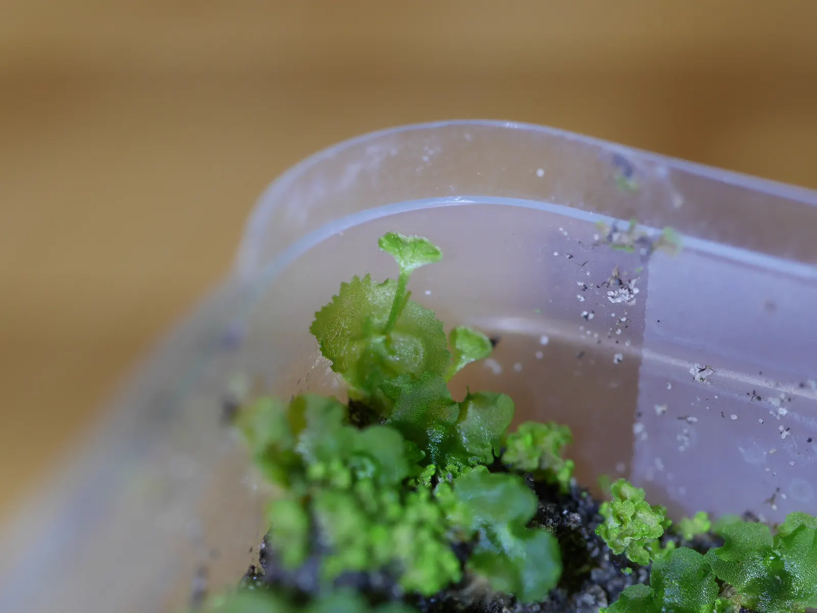 Hart's Tongue Fern (Asplenium Scolopendrium) — it prefers partial to full shade and moist