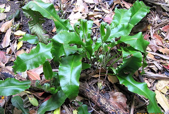 Hart's Tongue Fern (Asplenium Scolopendrium) — making it a striking choice for woodland settings and rock gardens; strap-like fronds that can reach, image 83