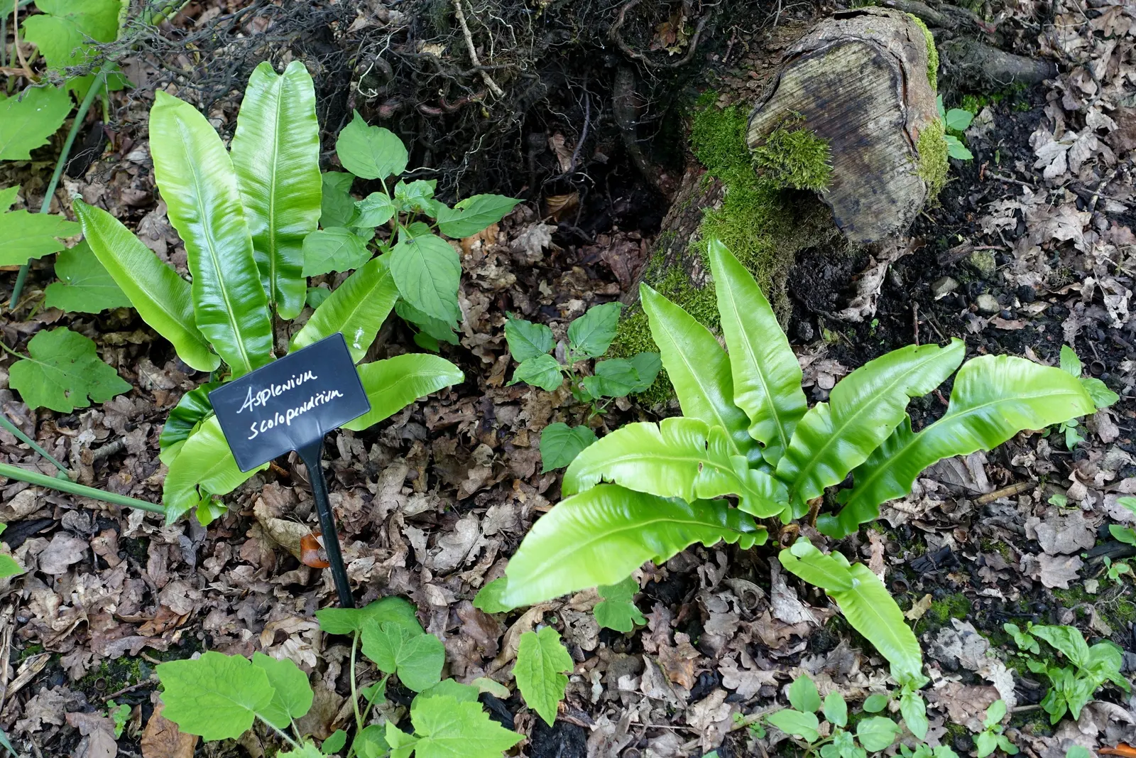 Hart's Tongue Fern (Asplenium Scolopendrium) — appreciated for its distinctive; scolopendrium apart are its fronds - simple and undivided, image 52