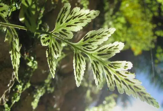 Hart's Tongue Fern (Asplenium Scolopendrium) — it prefers partial to full shade and moist; wavy-edged foliage adds texture and lush greenery to, image 80