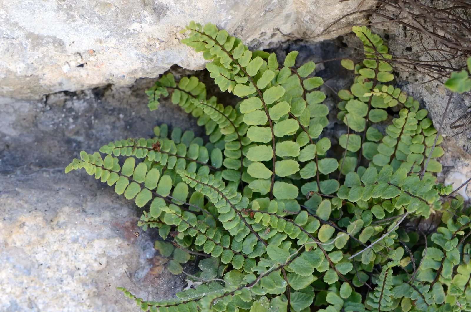 Hart's Tongue Fern (Asplenium Scolopendrium) — well-drained soil with a neutral to alkaline pH; along the back of each mature frond, image 56