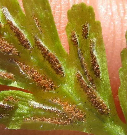 Hart's Tongue Fern (Asplenium Scolopendrium) — giving rise to spores that facilitate the propagation of the plant; glossy fronds splay outwards, image 66