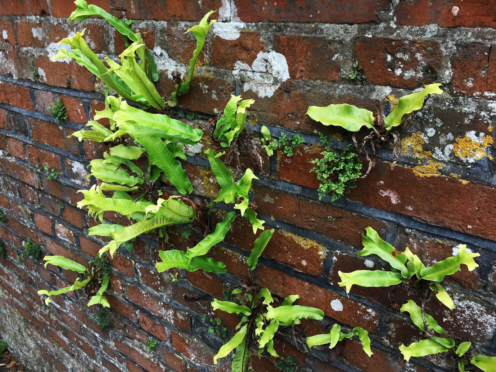 Hart's Tongue Fern (Asplenium Scolopendrium) — The Hart's Tongue Fern (Asplenium scolopendrium) is an evergreen perennial fern; thriving in USDA, image 101