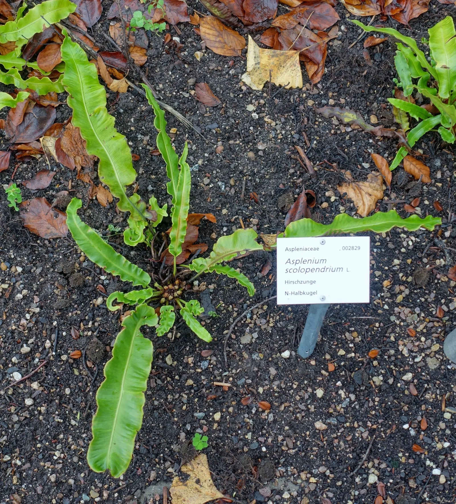Hart's Tongue Fern (Asplenium Scolopendrium) — giving rise to spores that facilitate the propagation of the plant; glossy fronds splay outwards like green