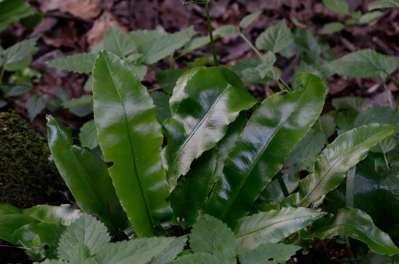 Hart's Tongue Fern (Asplenium Scolopendrium) — they boast a strap-like appearance; well-drained soil with a neutral to alkaline pH