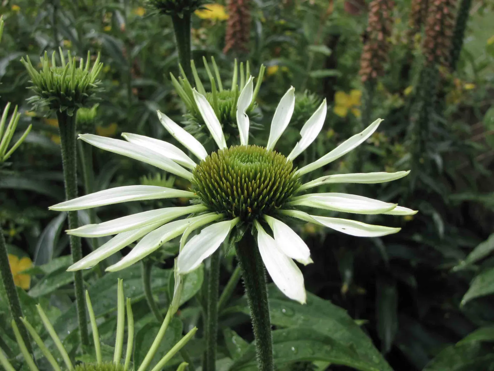 White Swan Coneflower (Echinacea Purpurea 'White Swan') — Growing to an average height of 2 to 3 feet with a similar spread; 'White Swan' Coneflowers are