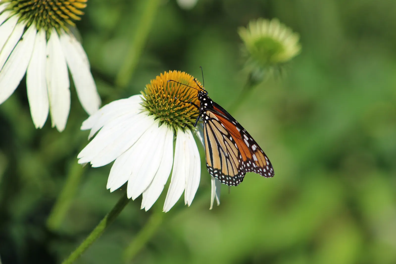 White Swan Coneflower (Echinacea Purpurea 'White Swan') — white petals - reminiscent of a swan's plumage - which contrast beautifully against the plant's