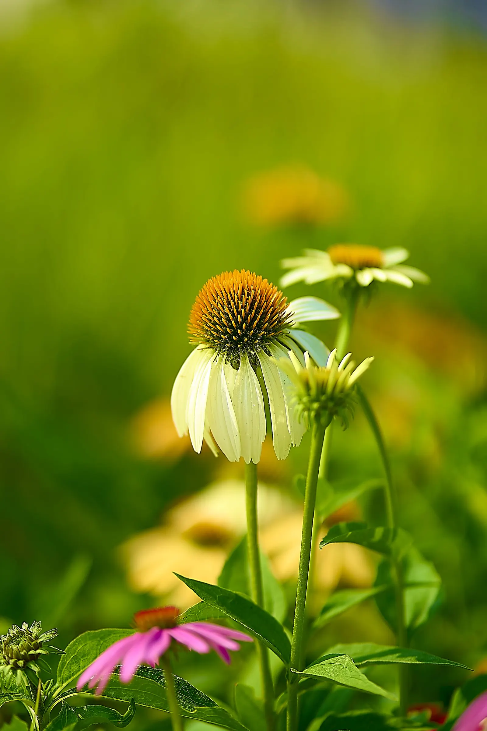 White Swan Coneflower (Echinacea Purpurea 'White Swan') — adding lasting value to your landscape with minimal care requirements