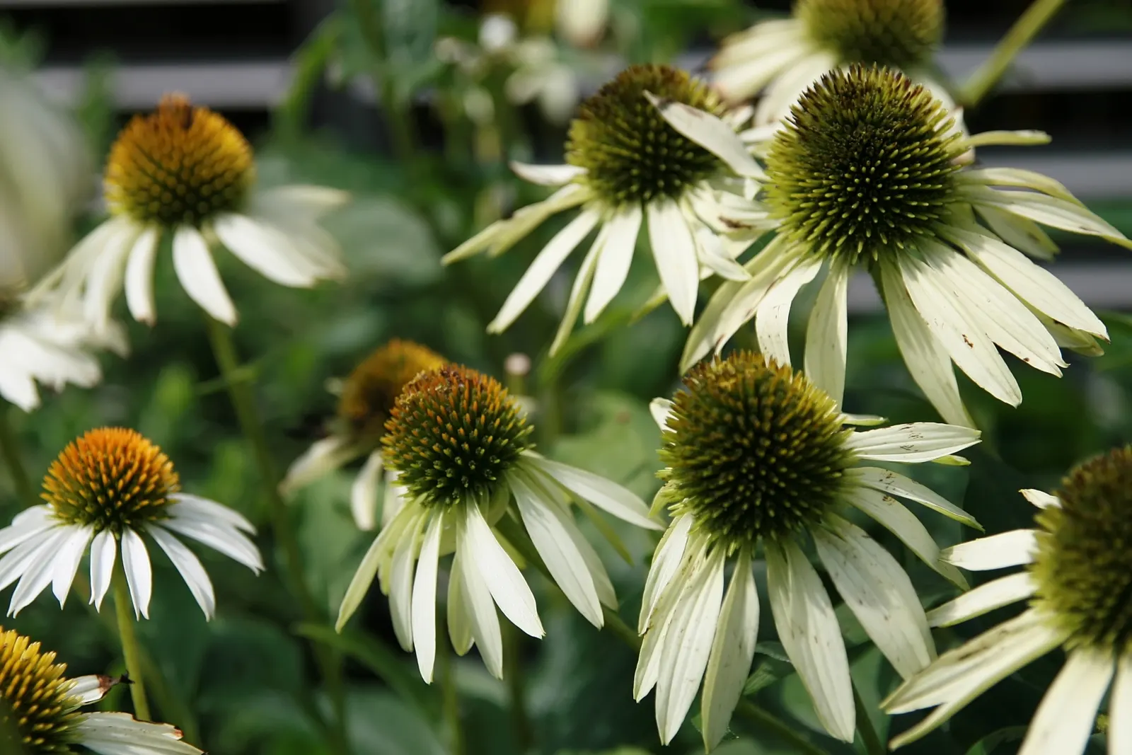 White Swan Coneflower (Echinacea Purpurea 'White Swan') — though it exhibits drought tolerance once established; such as butterflies and bees