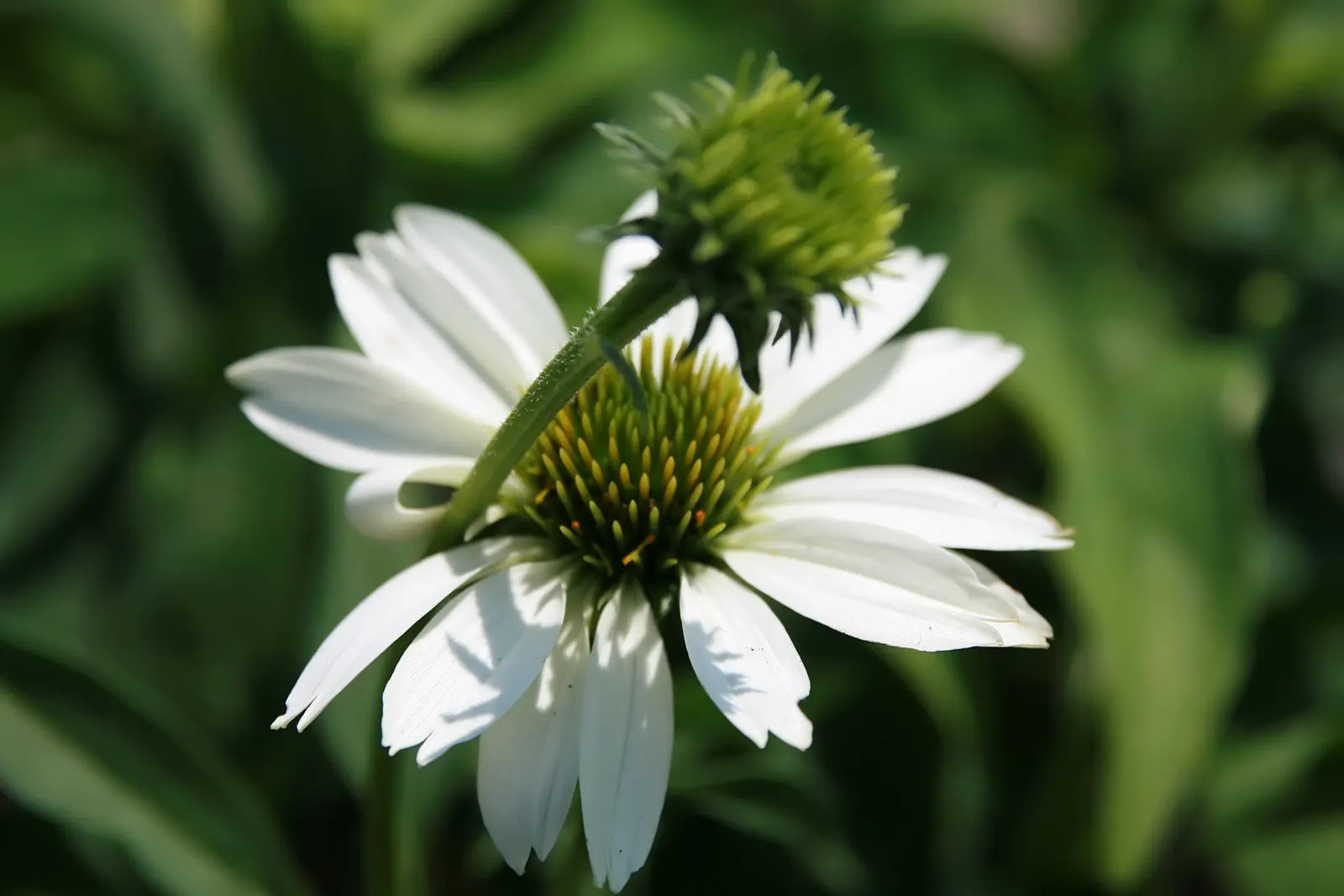 White Swan Coneflower (Echinacea Purpurea 'White Swan') — Growing to an average height of 2 to 3 feet with a similar spread