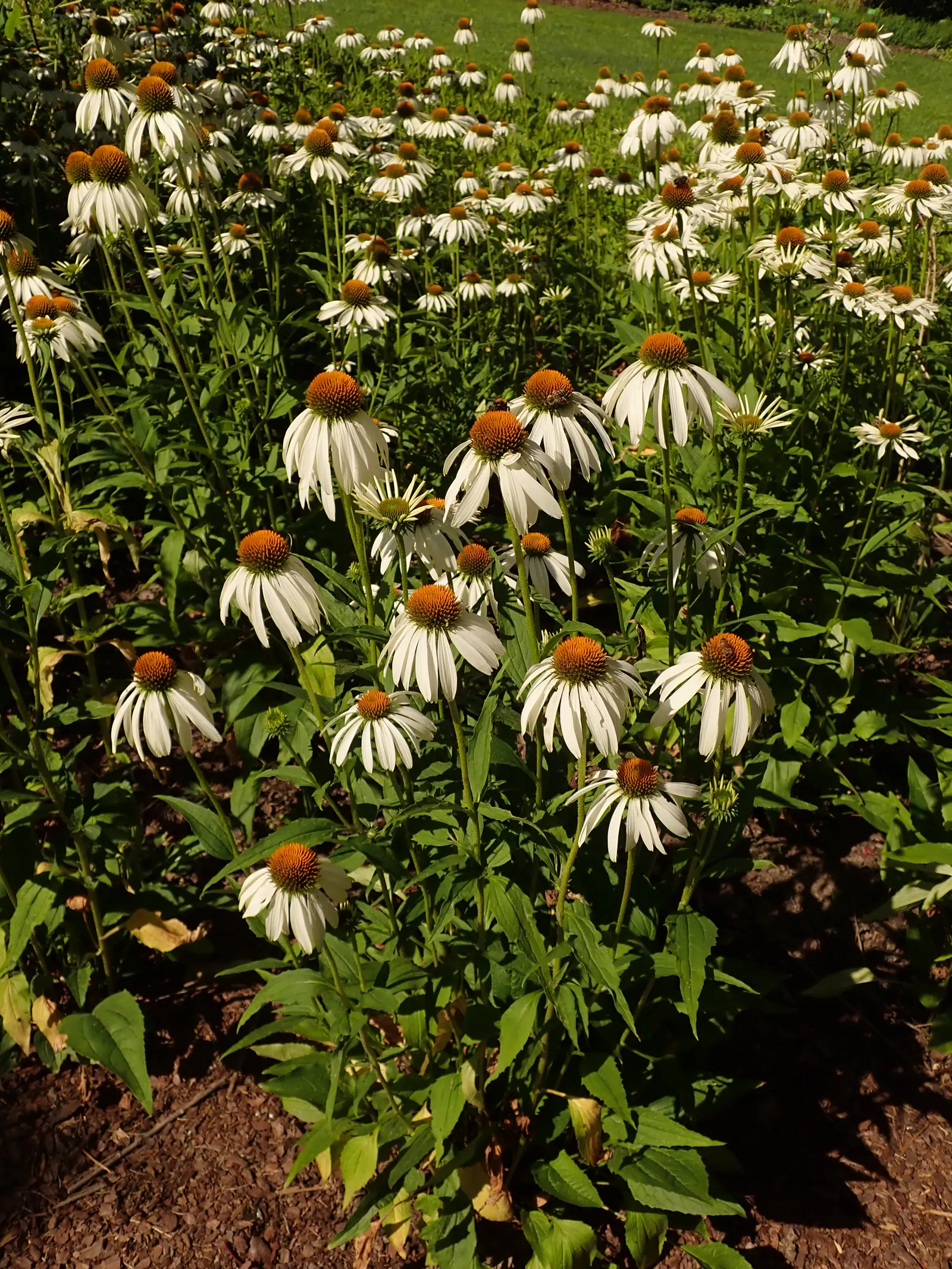 White Swan Coneflower (Echinacea Purpurea 'White Swan') — coppery-orange cone.<br><br>Ideal for USDA hardiness zones 3 to 9