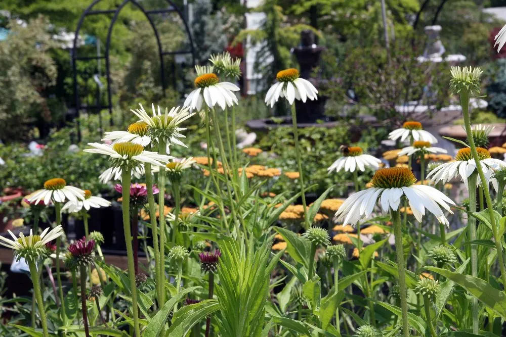 White Swan Coneflower (Echinacea Purpurea 'White Swan') — perennial with multi-colored and orange and white blooms