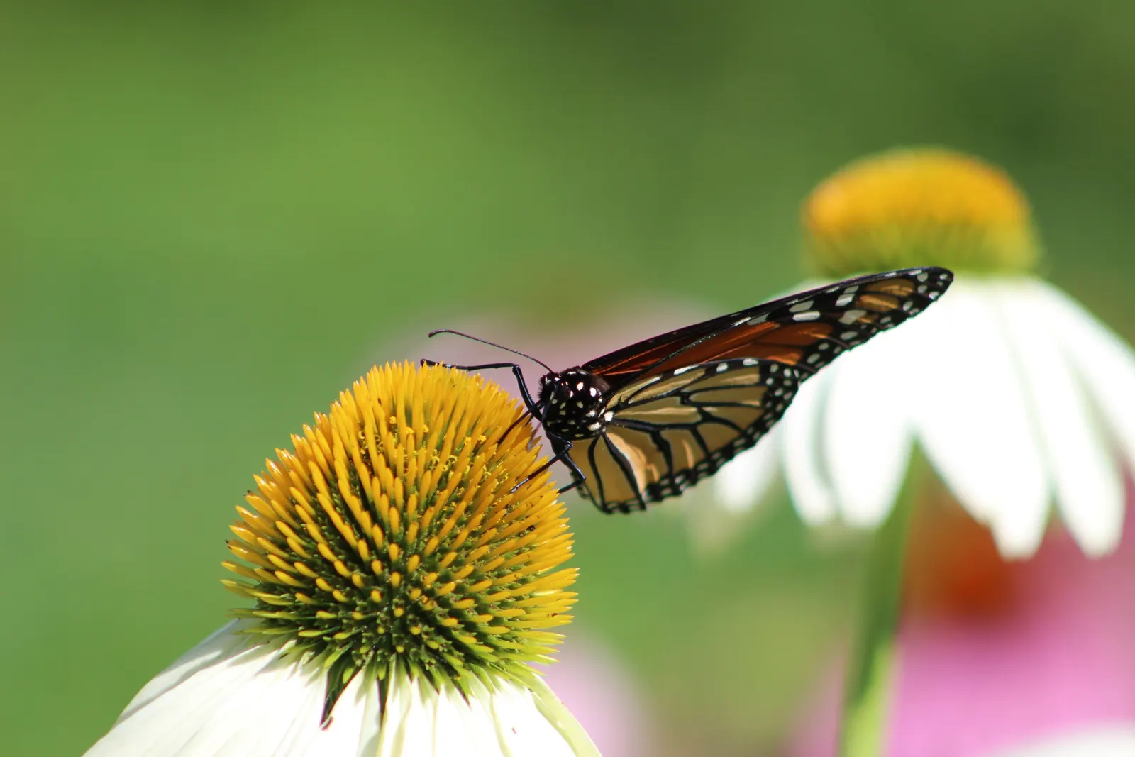 White Swan Coneflower (Echinacea Purpurea 'White Swan') — The blooms make their appearance in early to late summer, often continuing their display into the