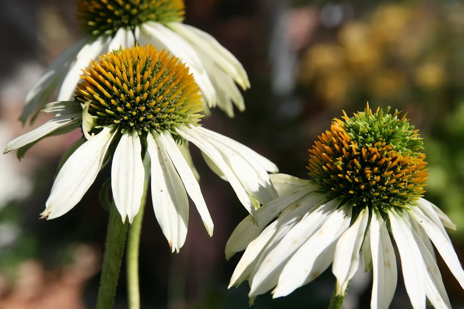 White Swan Coneflower (Echinacea Purpurea 'White Swan') — The blossoms are characterized by their pristine; 'White Swan' thrives in full to partial sunlight