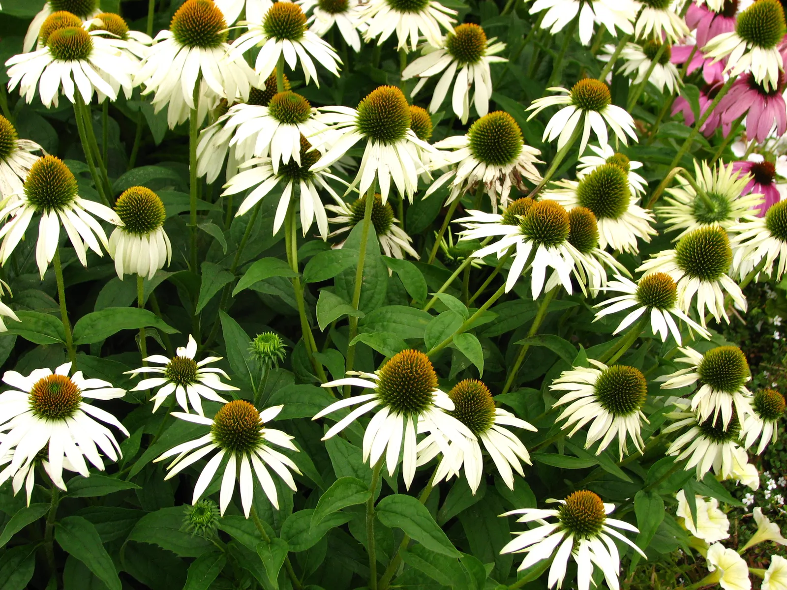 White Swan Coneflower (Echinacea Purpurea 'White Swan') — these flowers are deer resistant