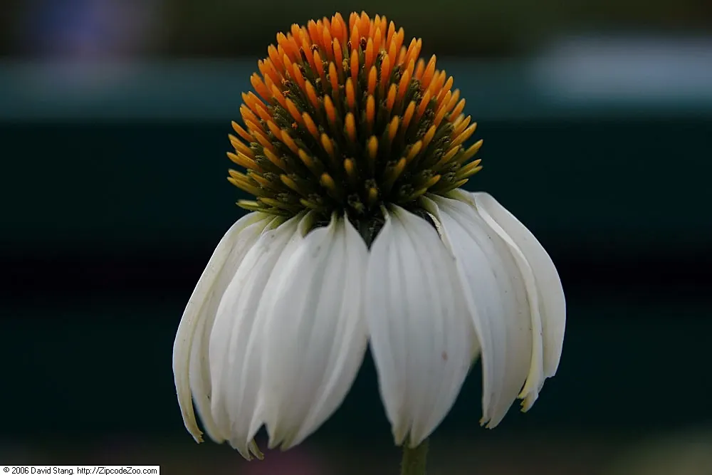 White Swan Coneflower (Echinacea Purpurea 'White Swan') — 'White Swan' Coneflowers are celebrated for their ability to attract pollinators; growing to an