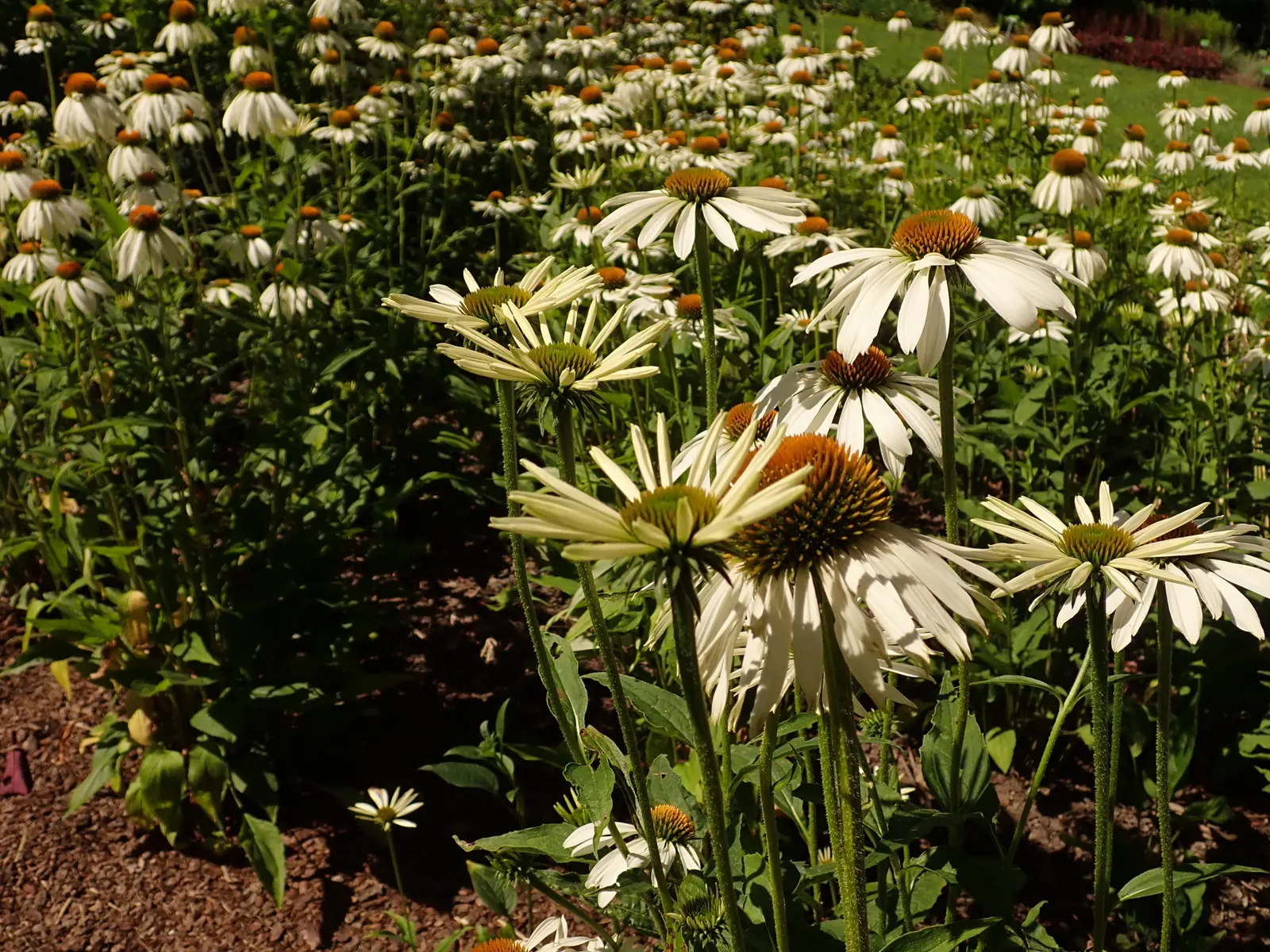 White Swan Coneflower (Echinacea Purpurea 'White Swan') — such as butterflies and bees