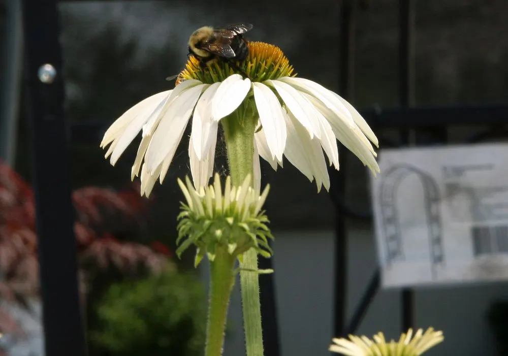 White Swan Coneflower (Echinacea Purpurea 'White Swan') — making them an excellent choice for areas where wildlife browsing can be a concern.<br><br>For the