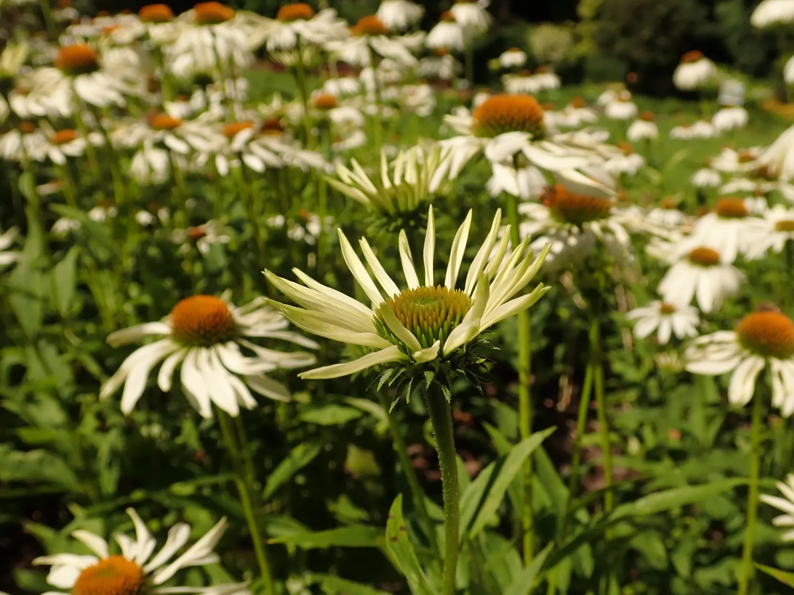 White Swan Coneflower (Echinacea Purpurea 'White Swan') — The blooms make their appearance in early to late summer, often continuing their display into the fall