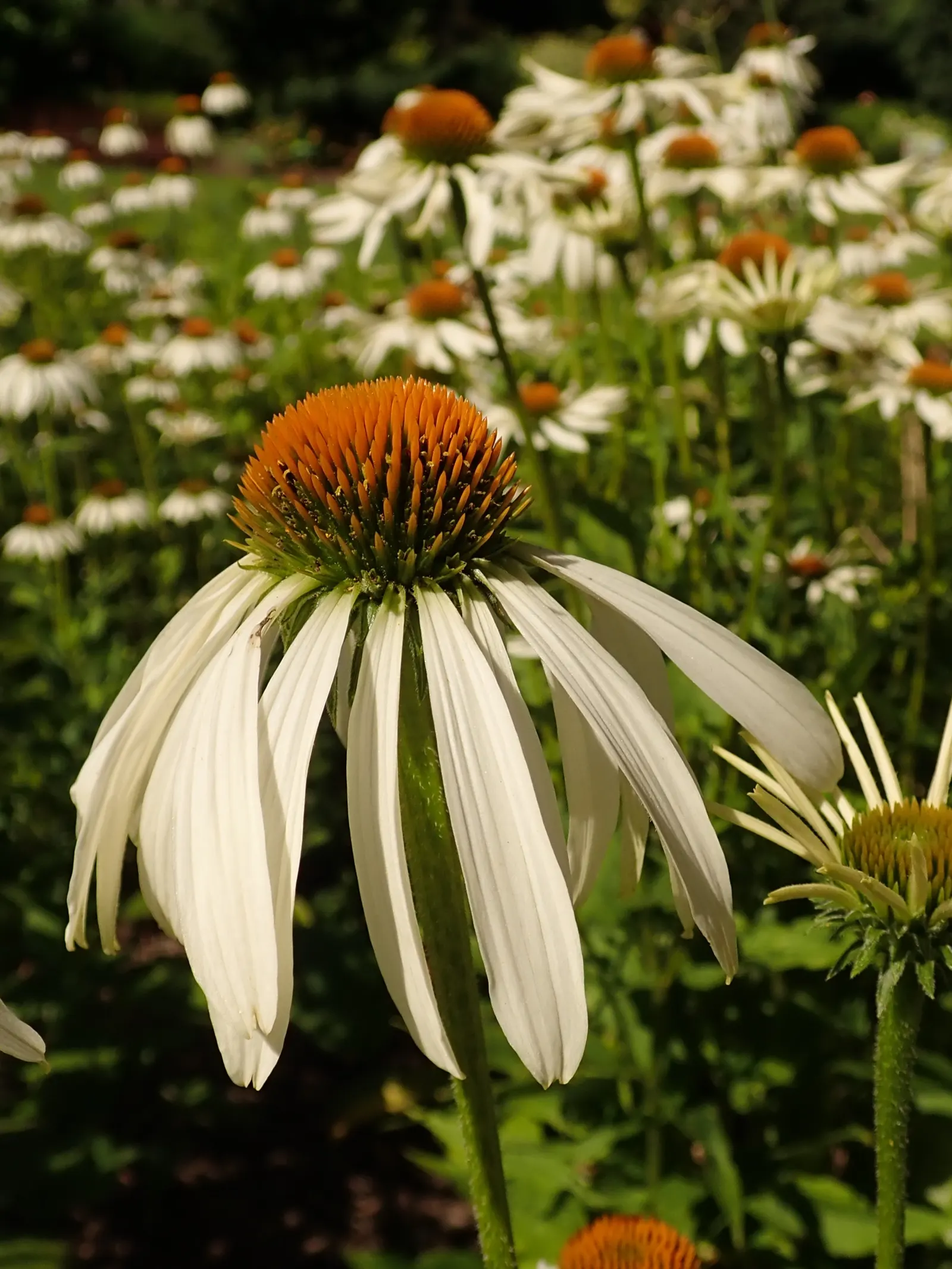 White Swan Coneflower (Echinacea Purpurea 'White Swan') — golden-yellow center cone