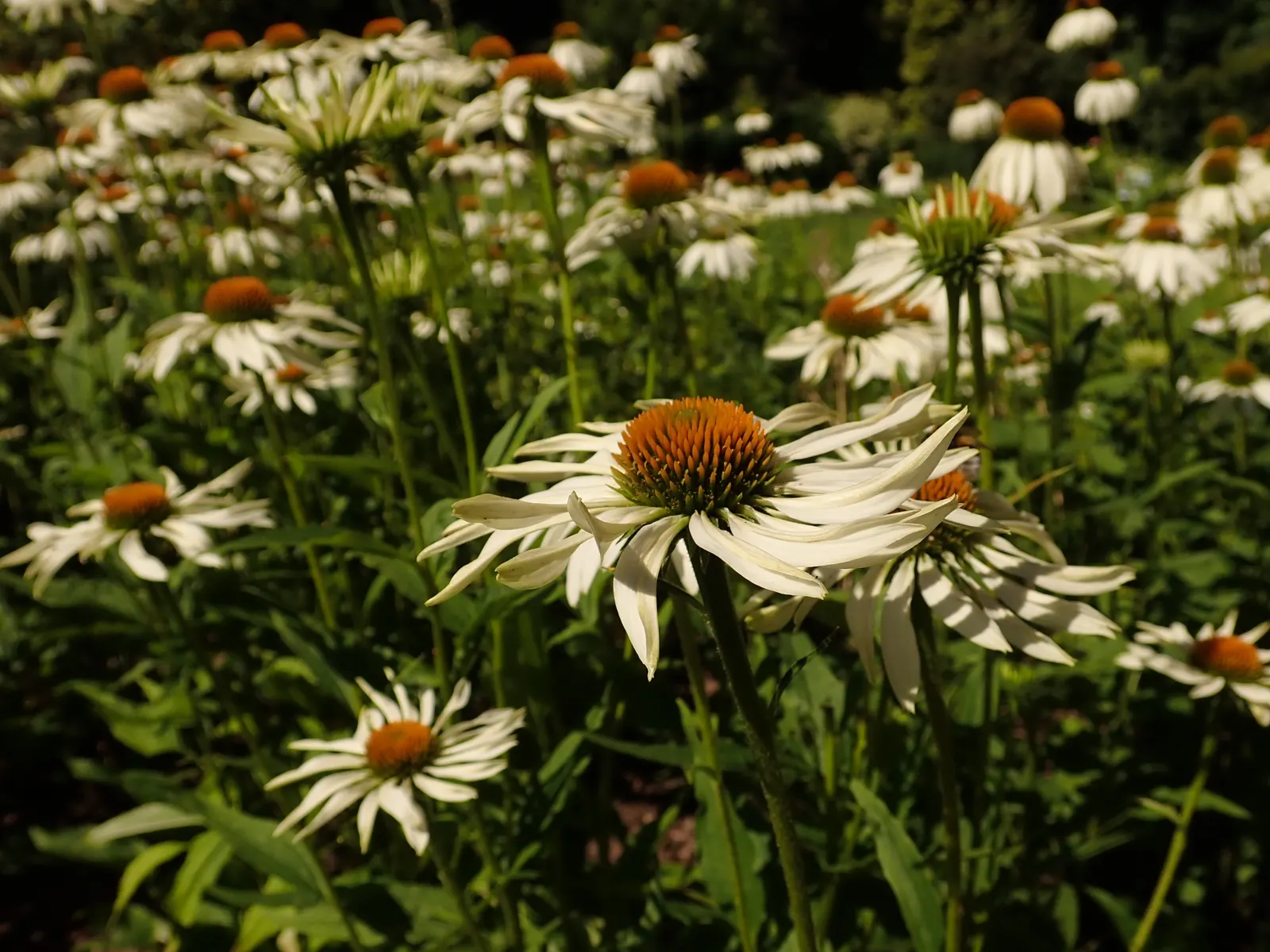 White Swan Coneflower (Echinacea Purpurea 'White Swan') — 'White Swan' thrives in full to partial sunlight and prefers well-draining soil with a medium