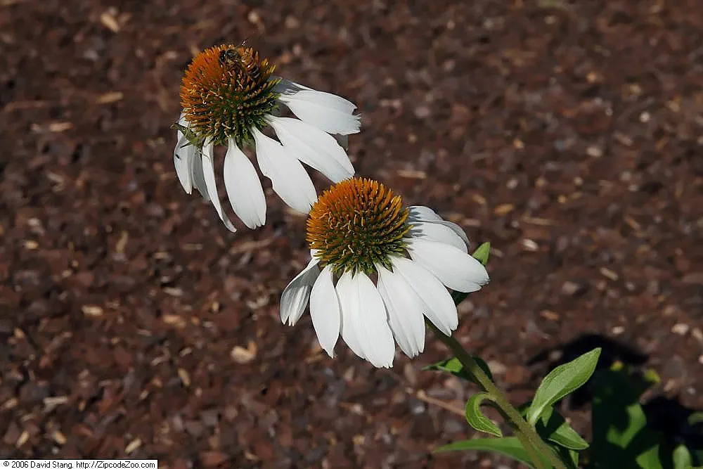 White Swan Coneflower (Echinacea Purpurea 'White Swan') — adding a dynamic element to the garden; echinacea purpurea 'White Swan' is not only a feast for the