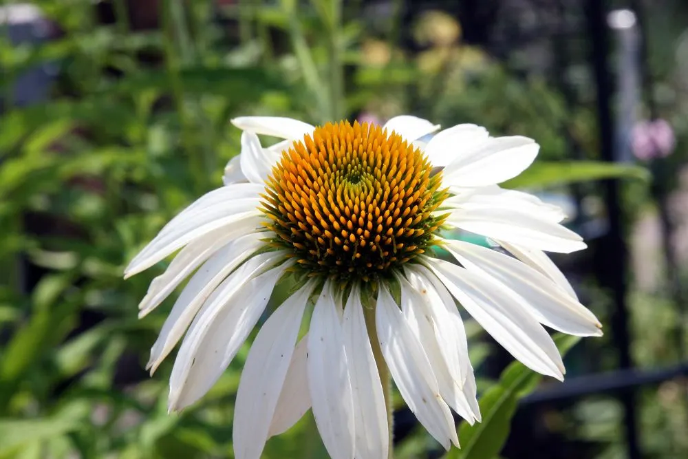 White Swan Coneflower (Echinacea Purpurea 'White Swan') — Blooming from early to late summer, it reaches a height of 2 to 3 feet and spreads up to 1.5 feet wide