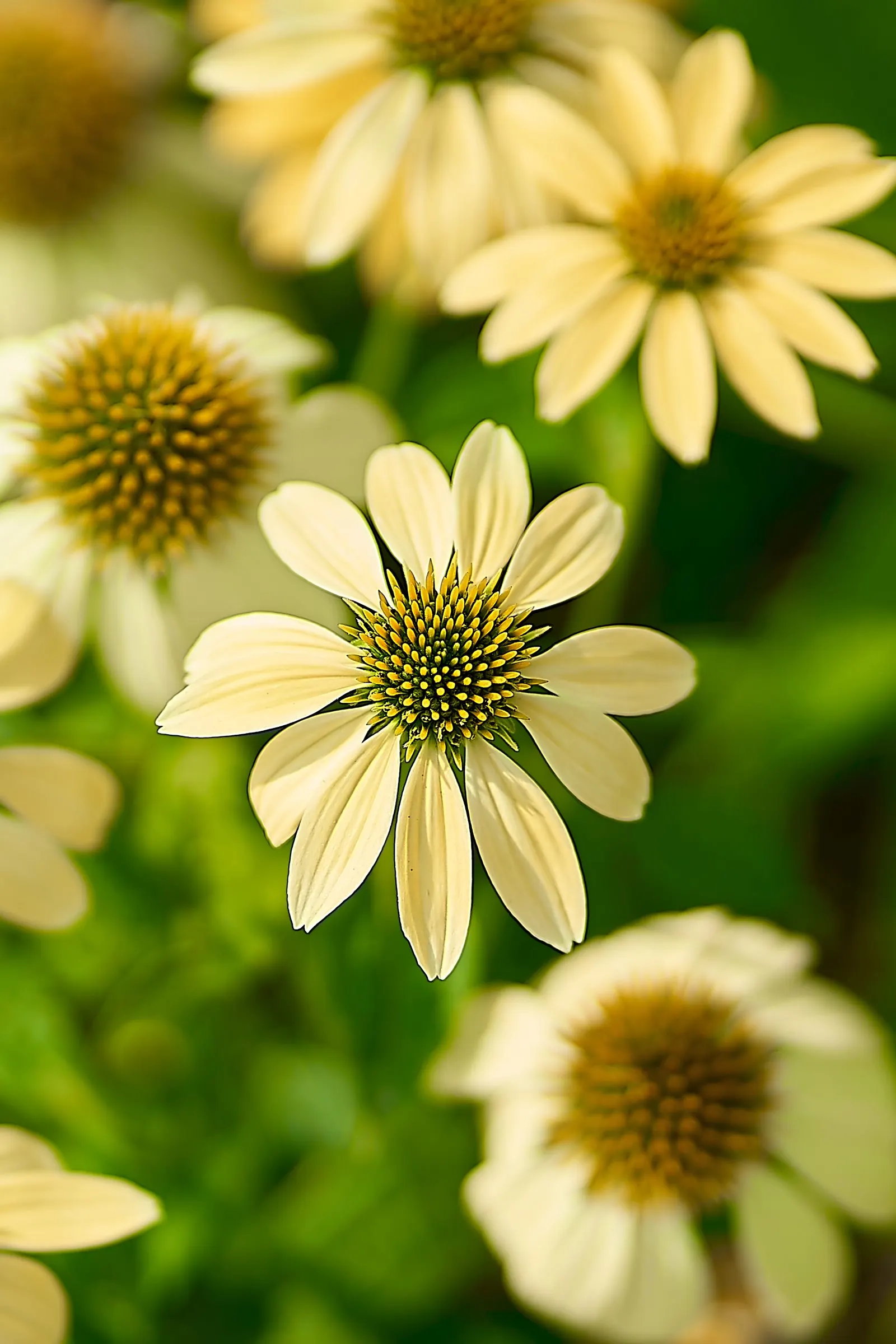 White Swan Coneflower (Echinacea Purpurea 'White Swan') — perennial for full