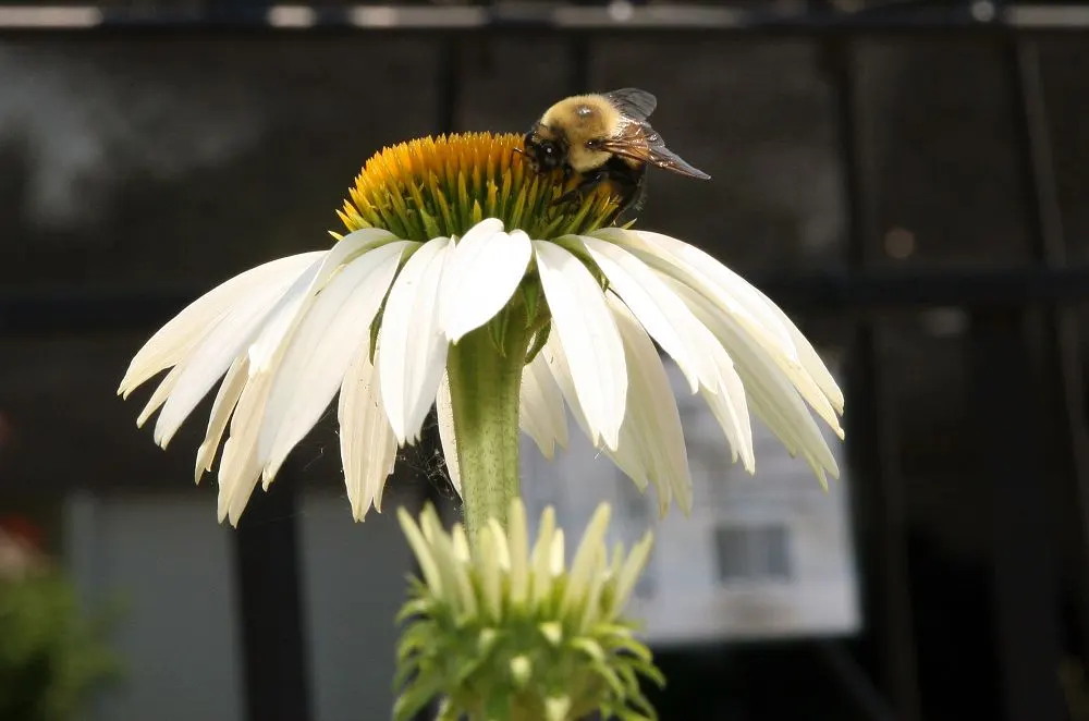 White Swan Coneflower (Echinacea Purpurea 'White Swan') — adding a dynamic element to the garden