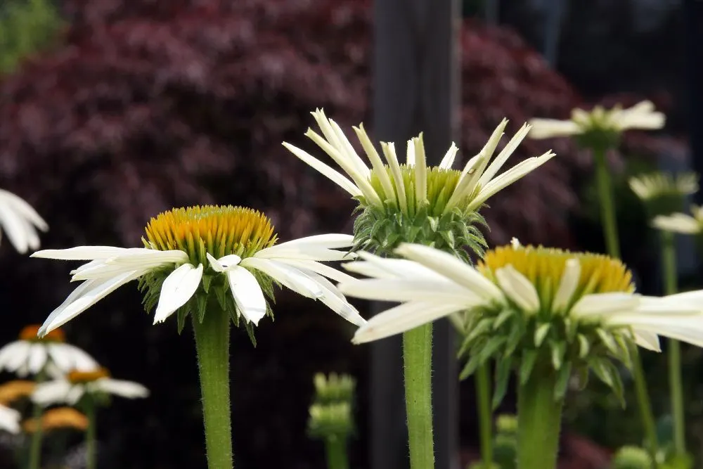 White Swan Coneflower (Echinacea Purpurea 'White Swan') — The 'White Swan' Coneflower; daisy-like flowers that can reach 3 to 4 inches across