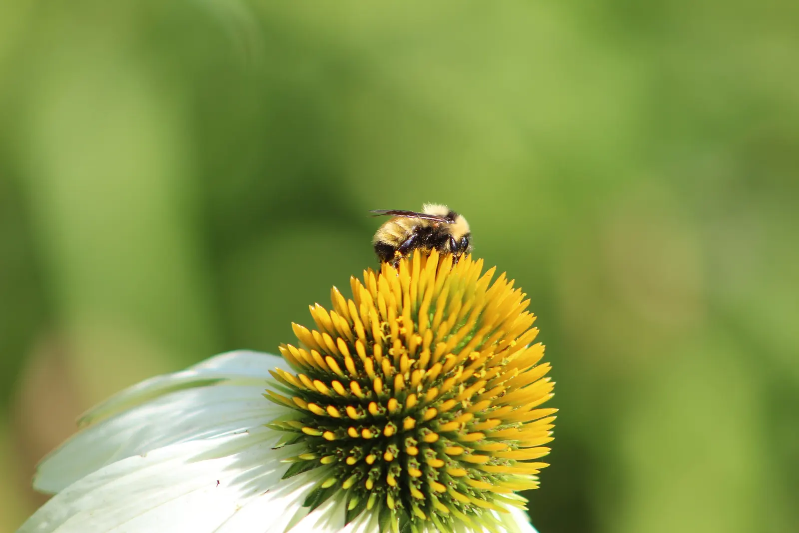 White Swan Coneflower (Echinacea Purpurea 'White Swan') — white petals - reminiscent of a swan's plumage - which contrast beautifully against the, image 34