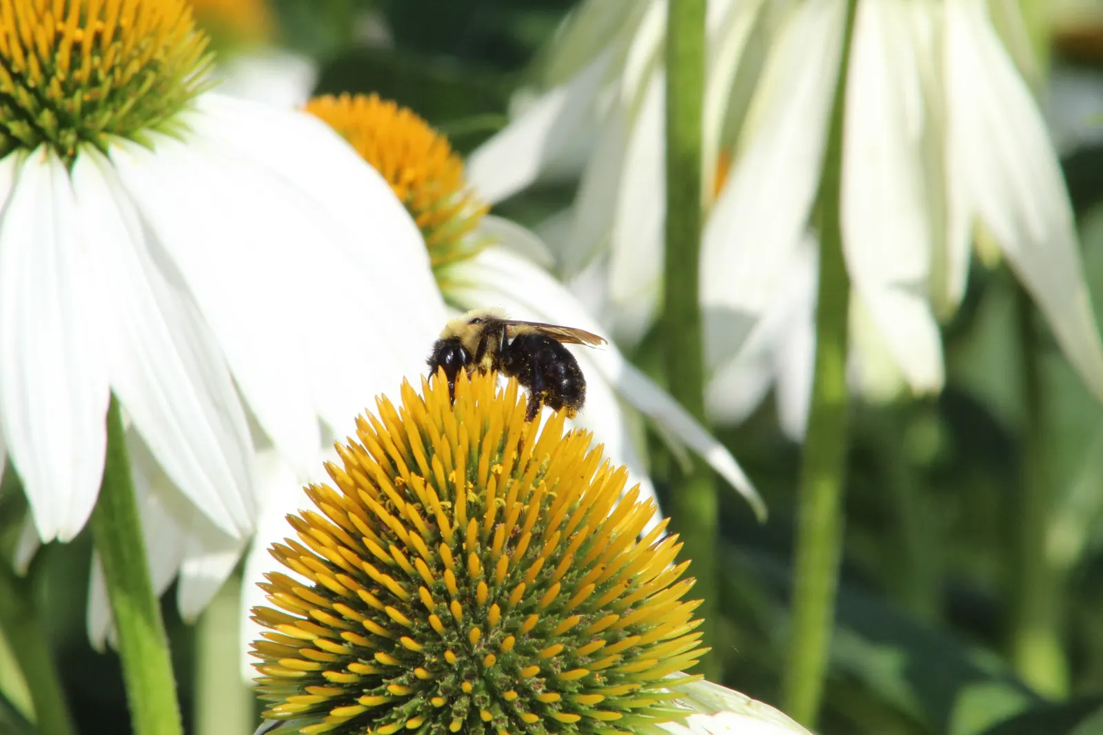 White Swan Coneflower (Echinacea Purpurea 'White Swan') — coppery-orange cone.<br><br>Ideal for USDA hardiness zones 3 to 9; golden-yellow center cone