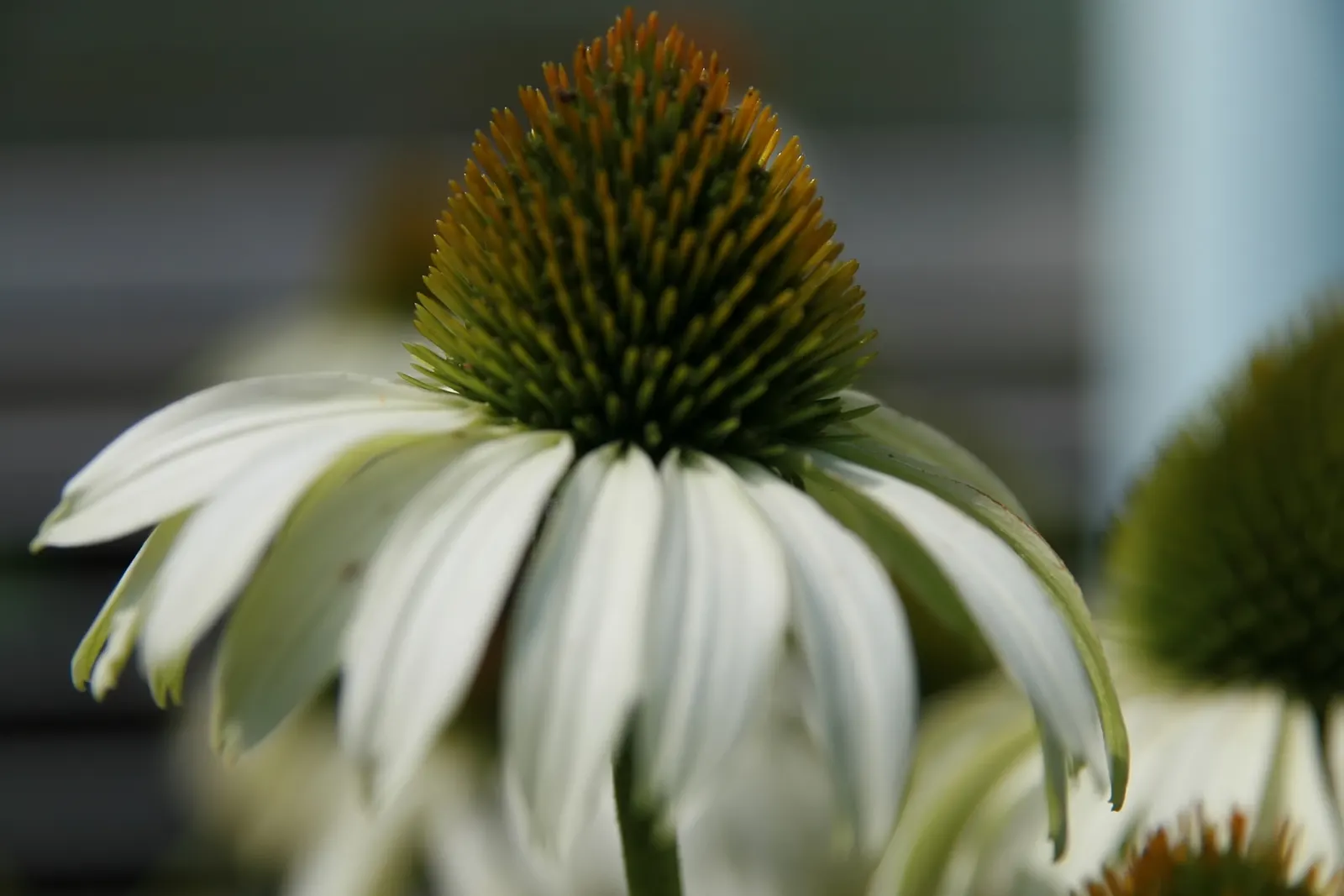 White Swan Coneflower (Echinacea Purpurea 'White Swan') — golden-yellow center cone; coppery-orange cone.<br><br>Ideal for USDA hardiness zones 3 to 9