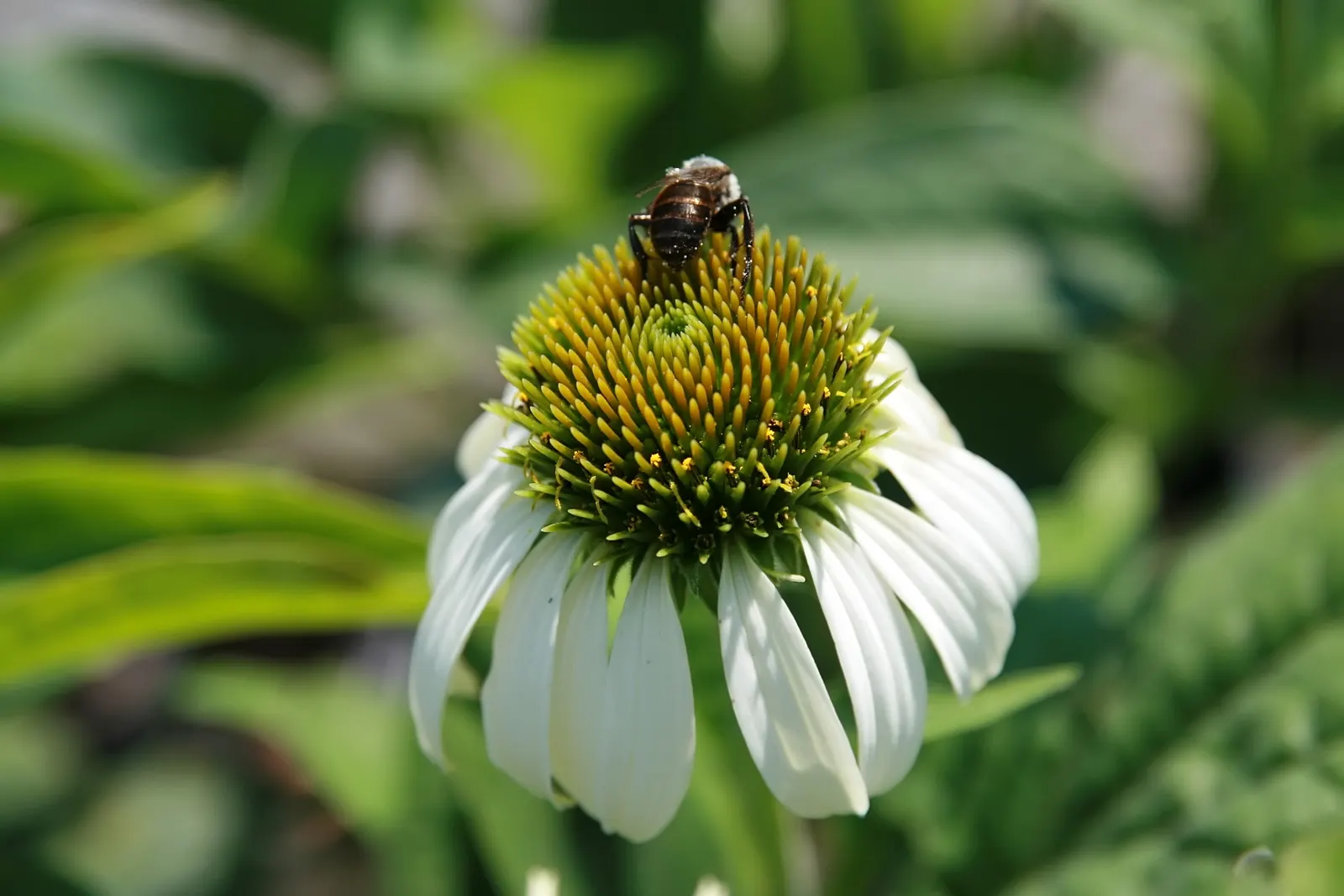 White Swan Coneflower (Echinacea Purpurea 'White Swan') — multi-colored and orange and white flowers in the garden