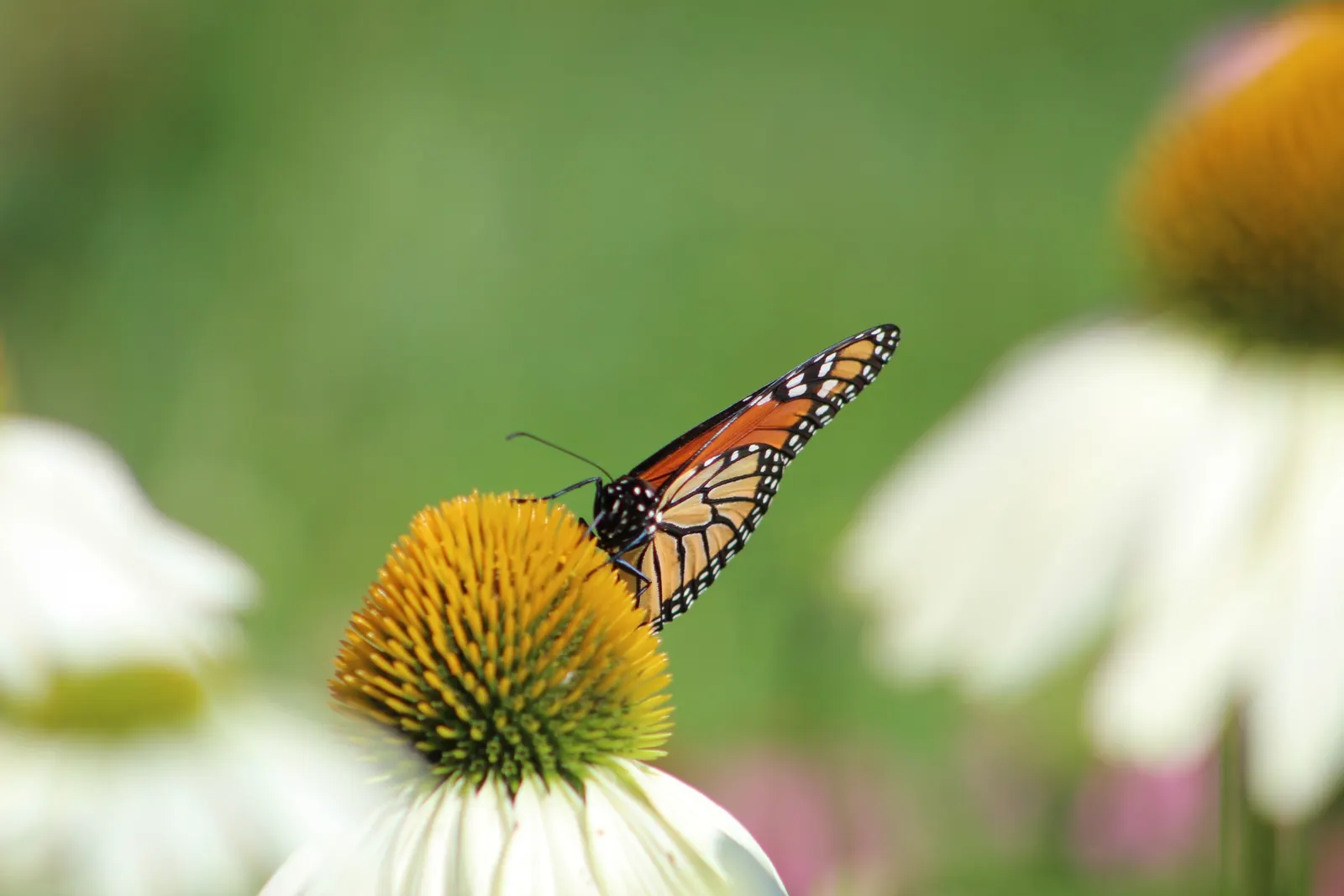 White Swan Coneflower (Echinacea Purpurea 'White Swan') — The 'White Swan' Coneflower