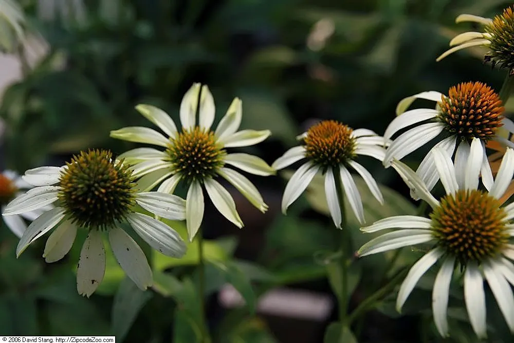 White Swan Coneflower (Echinacea Purpurea 'White Swan') — daisy-like flowers with a raised