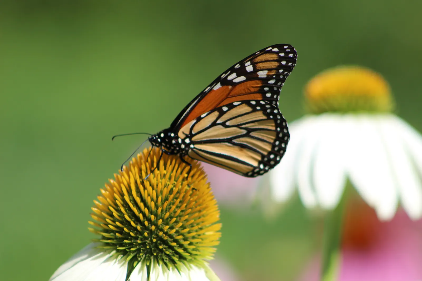 White Swan Coneflower (Echinacea Purpurea 'White Swan') — this plant displays classic