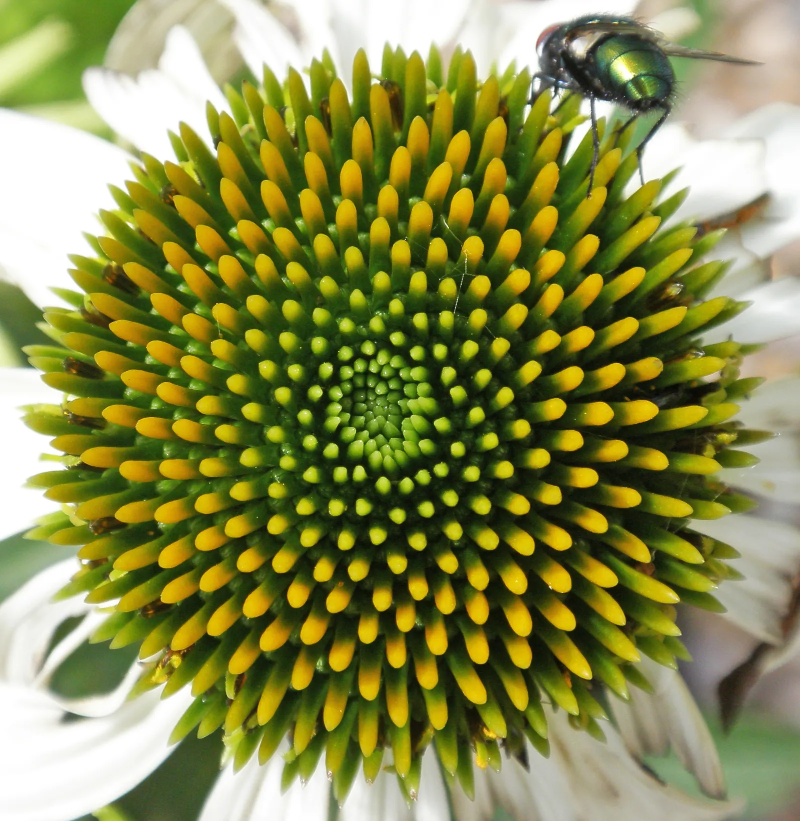 White Swan Coneflower (Echinacea Purpurea 'White Swan') — Ideal for borders, wildflower gardens, and as a cut flower; daisy-like flowers with a raised