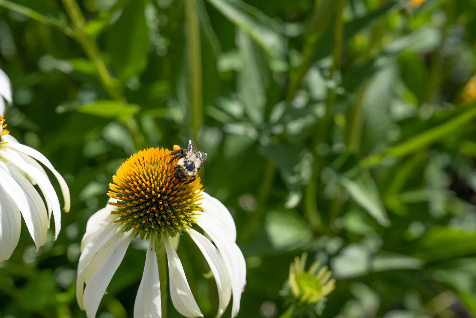 White Swan Coneflower (Echinacea Purpurea 'White Swan') — such as butterflies and bees; though it exhibits drought tolerance once established