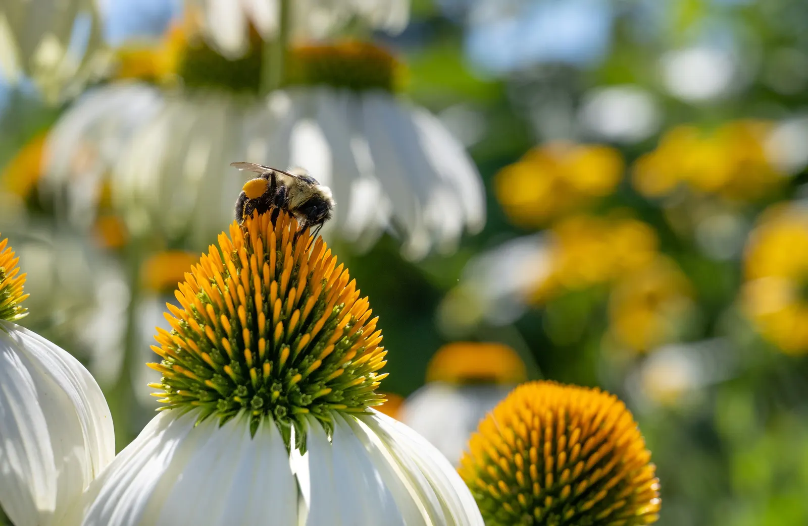 White Swan Coneflower (Echinacea Purpurea 'White Swan') — making them an excellent choice for areas where wildlife browsing can be a, image 43