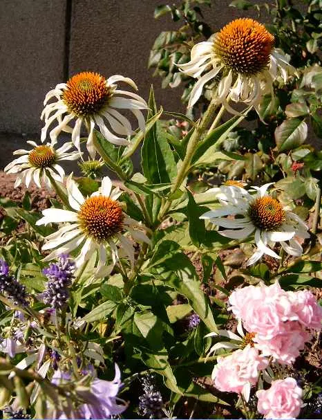 White Swan Coneflower (Echinacea Purpurea 'White Swan') — Echinacea purpurea 'White Swan' is not only a feast for the eyes but also low maintenance
