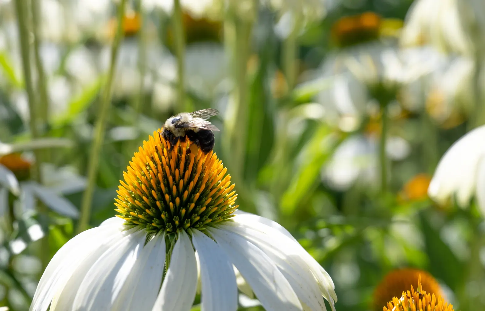White Swan Coneflower (Echinacea Purpurea 'White Swan') — 'White Swan' Coneflowers are celebrated for their ability to attract pollinators