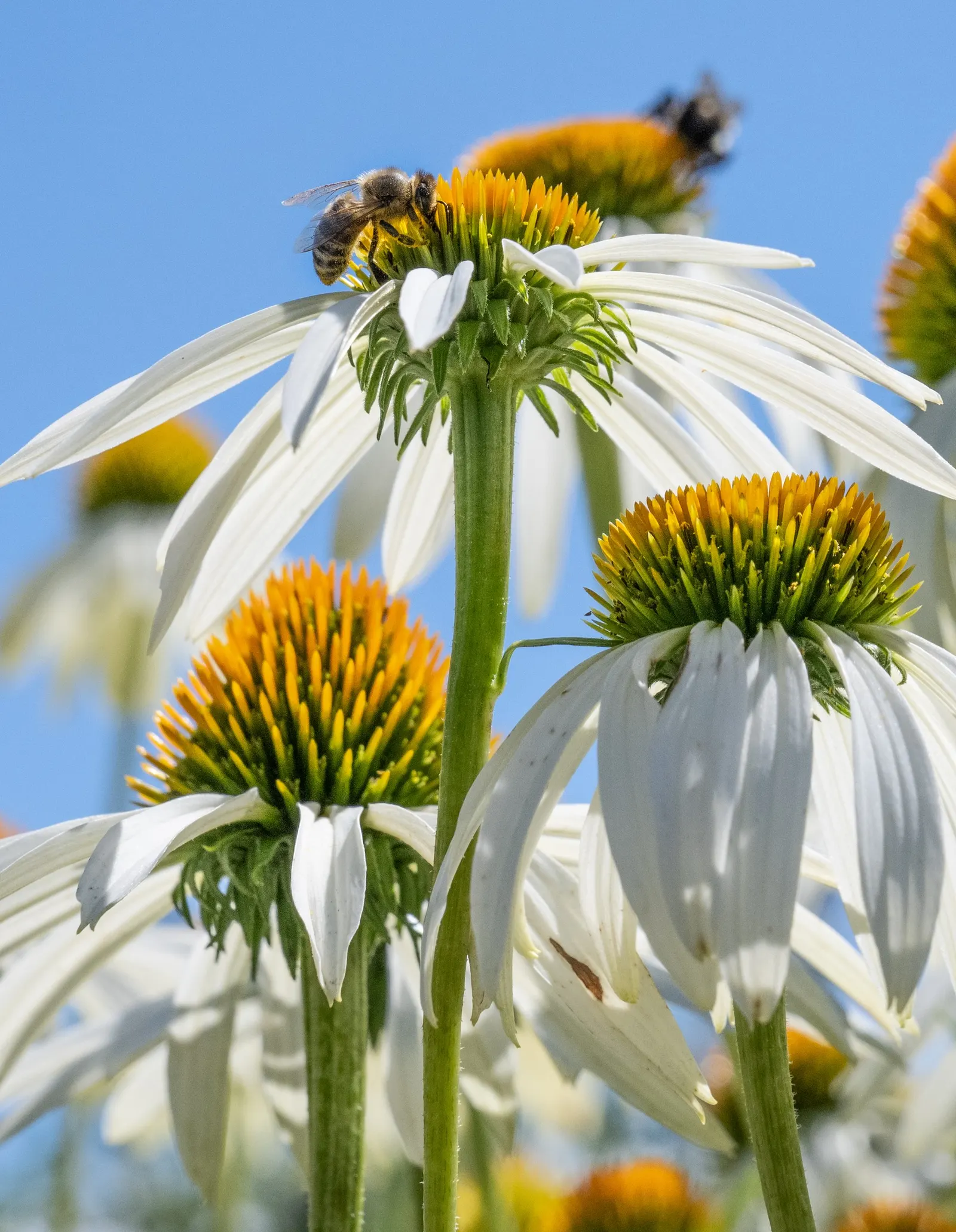 White Swan Coneflower (Echinacea Purpurea 'White Swan') — 'White Swan' thrives in full to partial sunlight and prefers well-draining soil with a, image 36