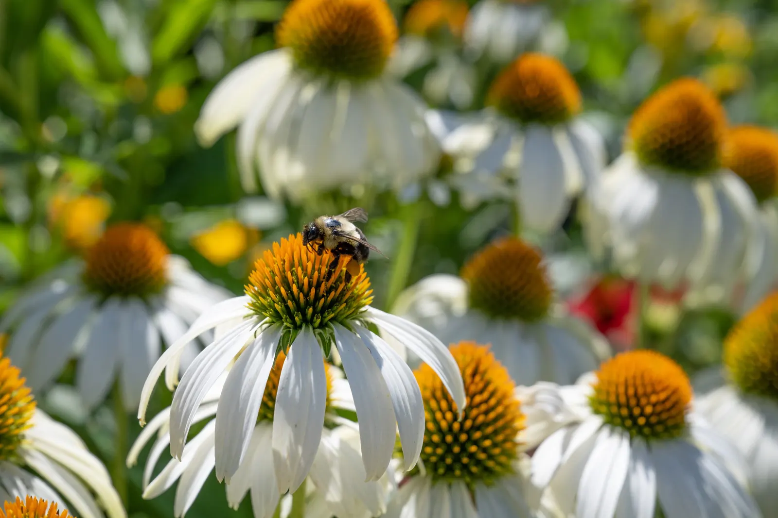 White Swan Coneflower (Echinacea Purpurea 'White Swan') — Ideal for borders, wildflower gardens, and as a cut flower