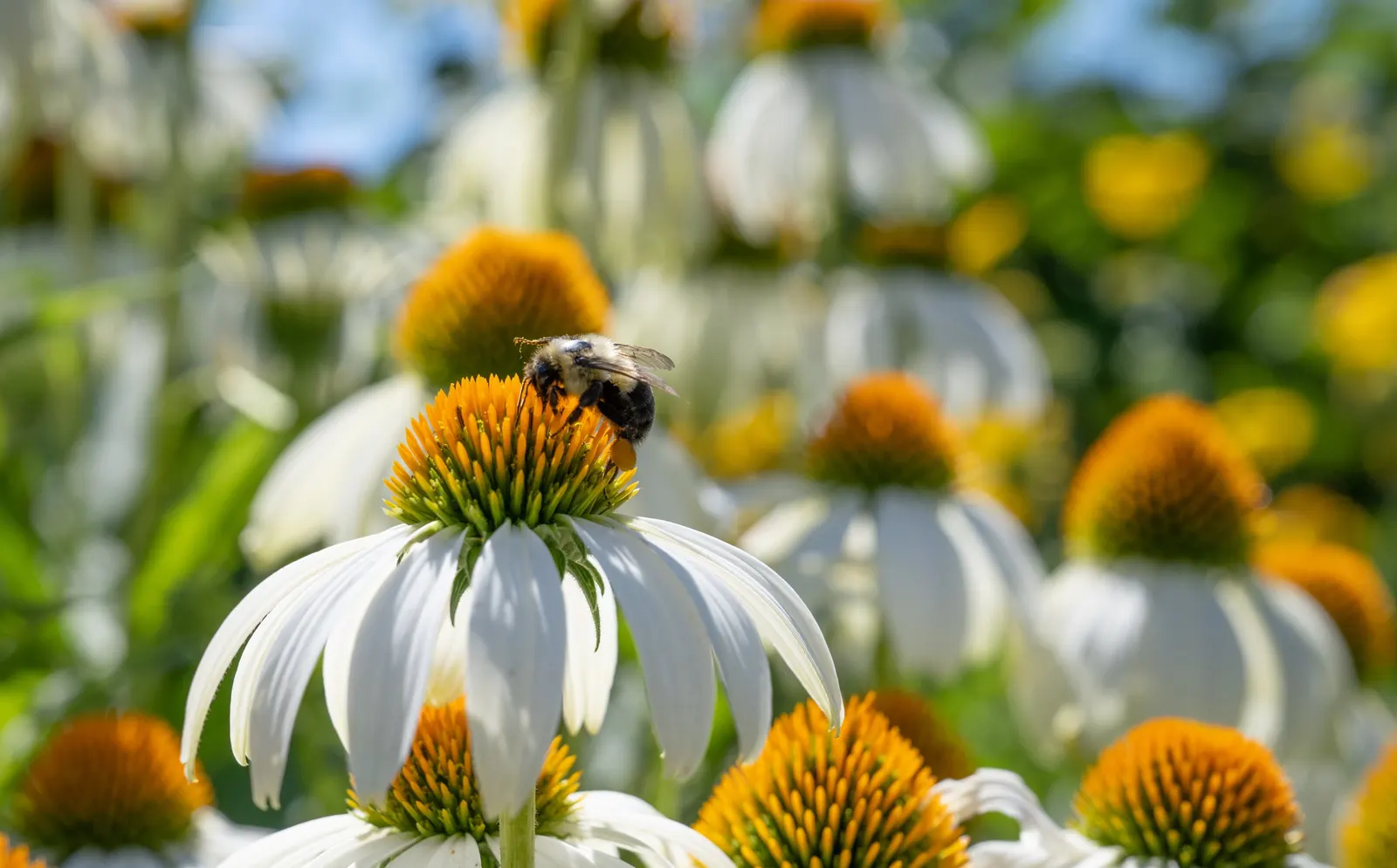 White Swan Coneflower (Echinacea Purpurea 'White Swan') — daisy-like flowers that can reach 3 to 4 inches across